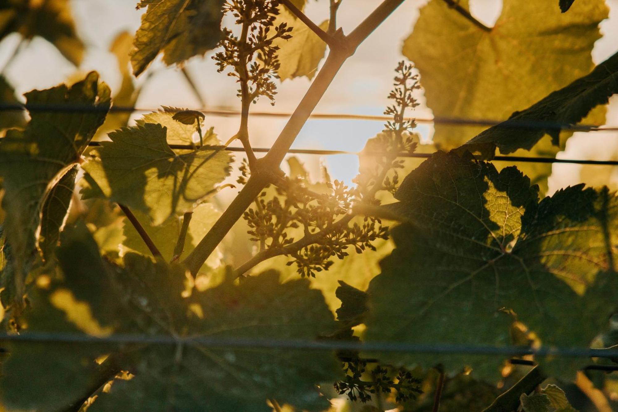 Villas & Vines Glamping Hastings Εξωτερικό φωτογραφία